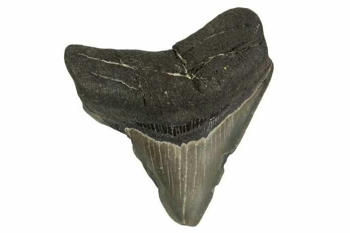 Fossil Posterior Megalodon Tooth - Georgia #332842